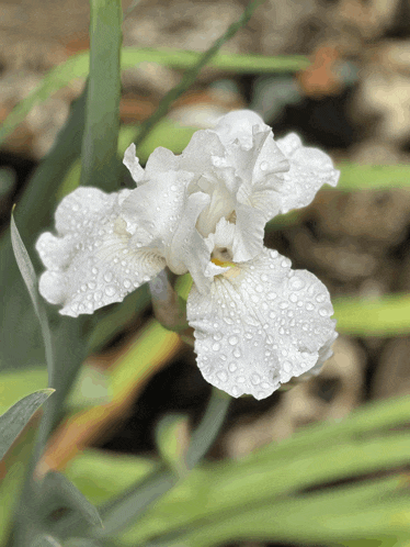 a close up of a white flower with water drops on the petals