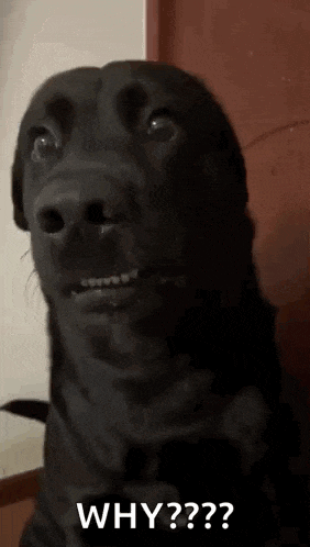 a black dog is making a funny face and asking the question why ?