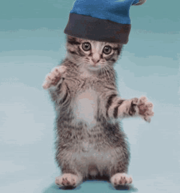a kitten wearing a blue hat on its head