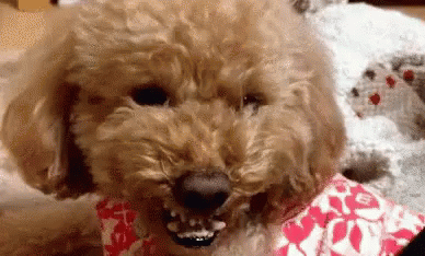 หมาดุ หมาโกรธ หมาบ้า GIF - Fierce Dog Angry Dog GIFs