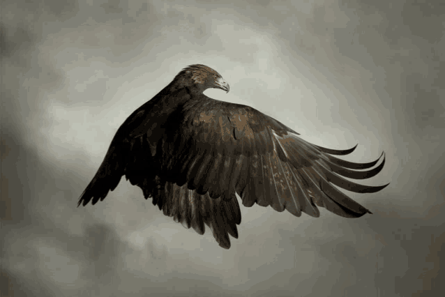 an eagle is flying in the sky with its wings outstretched