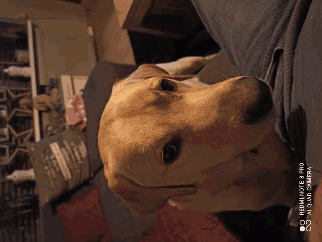 a dog laying on a person 's lap with a redmi note 8 pro camera