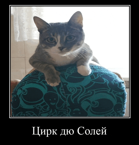 a cat laying on a person 's shoulder with a foreign language written above it