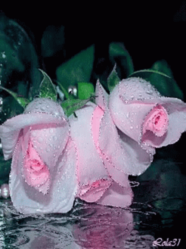 Pink Roses GIF - Pink Roses Good GIFs