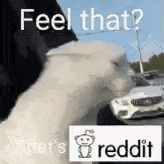 a white cat is standing next to a white car on a street .