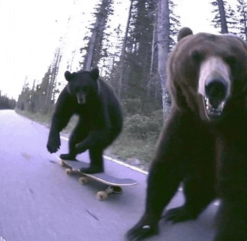 two bears are riding skateboards down the road