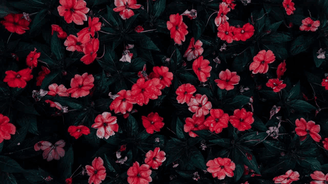 a bunch of red flowers are surrounded by green leaves