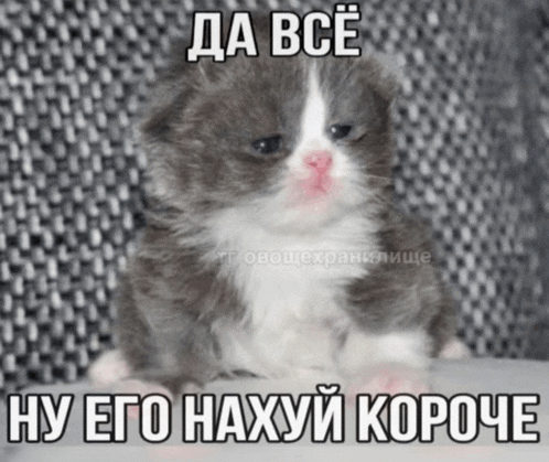 a gray and white kitten is sitting on a couch with a caption in a foreign language