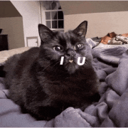 a black cat is laying on a bed with i u written on its face