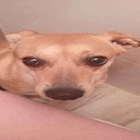 a close up of a dog looking at the camera while sitting on a person 's arm .