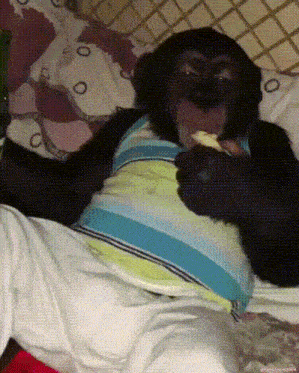 a chimpanzee wearing a striped shirt is eating a banana