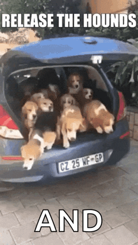 a bunch of dogs are in the back of a car with the caption " release the hounds and "