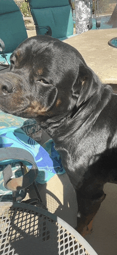 a black dog is sitting on a chair with a blue towel on it