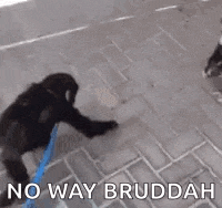 two chimpanzees are standing next to each other on a sidewalk .