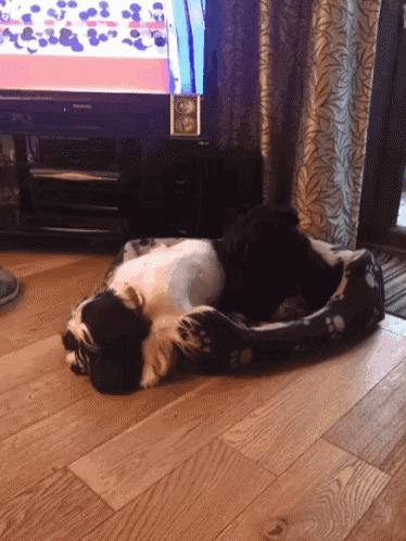 a black and white dog is laying on a dog bed in front of a tv