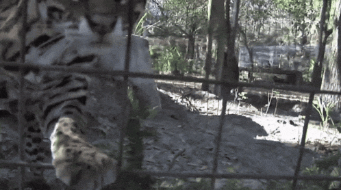 a leopard is behind a fence looking out