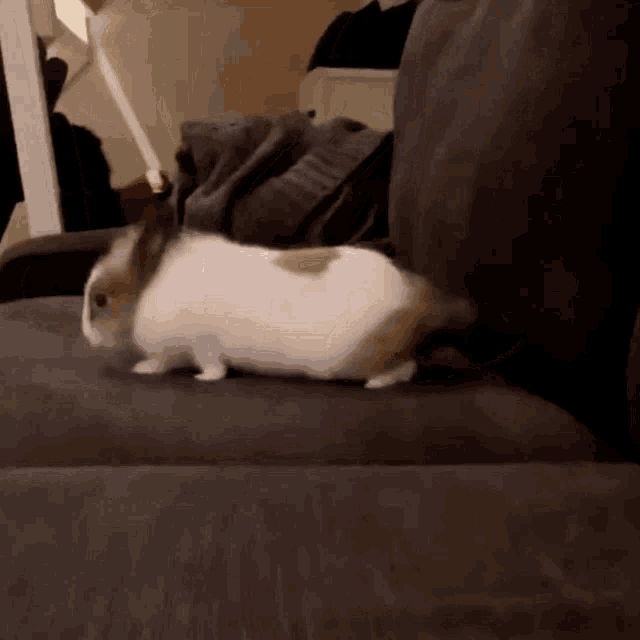Milo Bunny Bunny GIF - Milo Bunny Bunny Milo GIFs