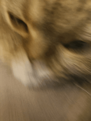 a blurred image of a cat 's face with a white nose