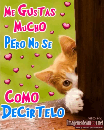 a picture of a cat with the words me gustas mucho pero no se como decir telo written on it