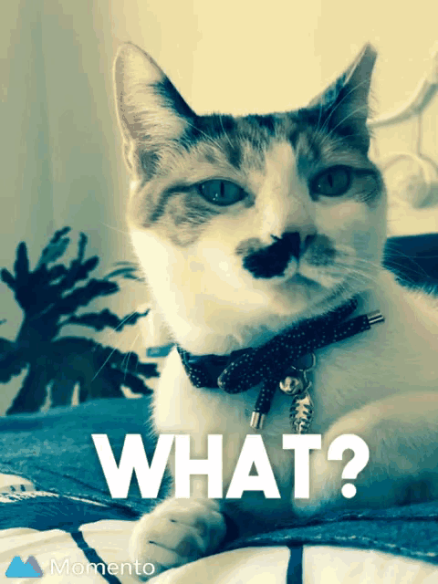 a cat with a mustache is laying on a bed with the words what behind it