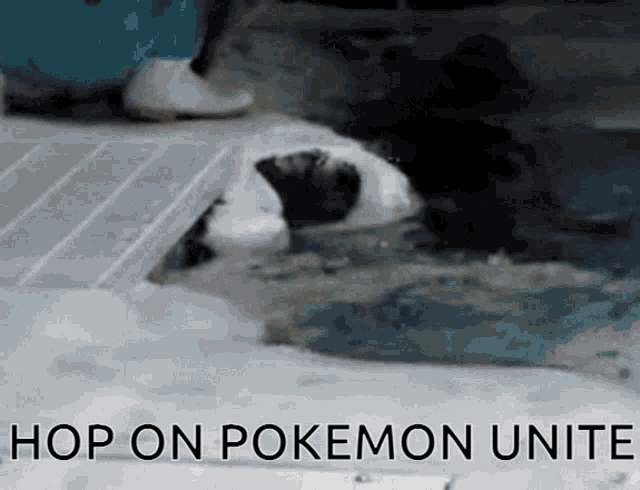 a picture of a penguin with the words hop on pokemon unite on the bottom