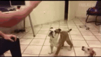 two dogs are standing next to each other on a tiled floor in a room .