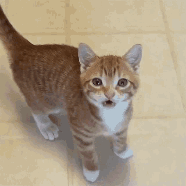 Meowing Marmalade GIF - Meowing Marmalade Cole And Marmalade Whining GIFs