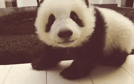 a panda bear cub is sitting on a tiled floor .