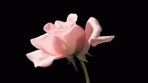 Blossom Rose GIF - Blossom Rose Flower GIFs