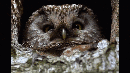 a close up of an owl looking out of its nest