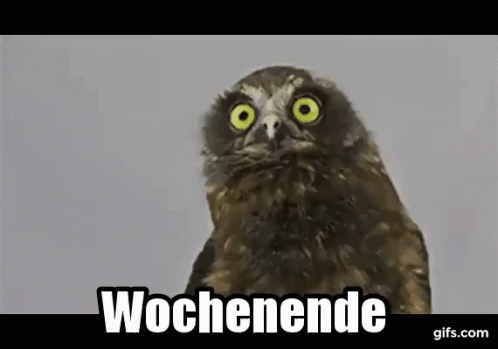 Eule: Wochenende GIF - Weekend Owl Stare GIFs