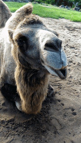 a close up of a camel laying down in the dirt