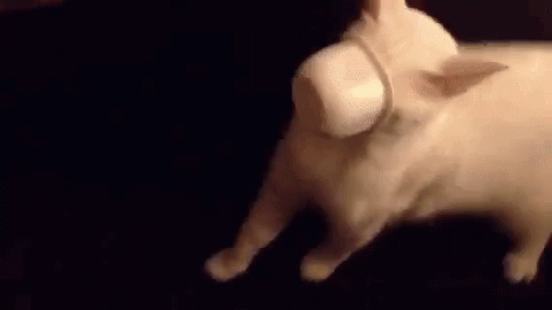 Cat Cup GIF - Cat Cup Face GIFs