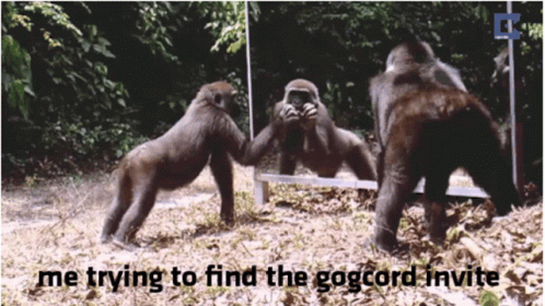 Gog Gog Meme GIF - Gog Gog Meme Gog Monkey GIFs