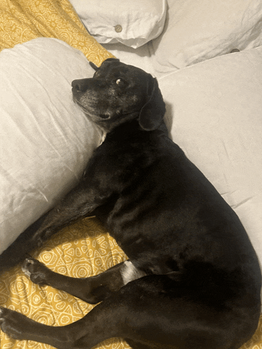 a black dog is laying on a bed with a yellow blanket