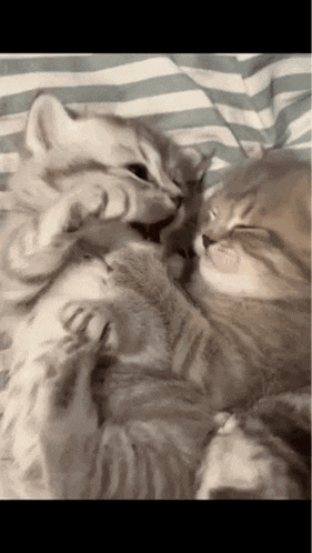 Cat Kiss Kitten GIF - Cat Kiss Kitten Cat Love GIFs