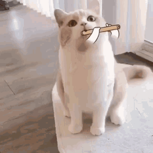 Funny Cat Cat GIF - Funny Cat Cat Funny Animals GIFs