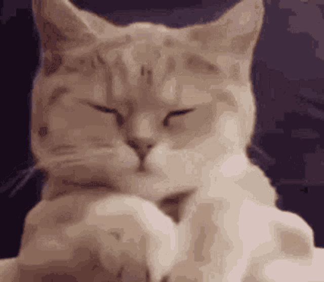 a close up of a cat with its eyes closed and its paw on its face .