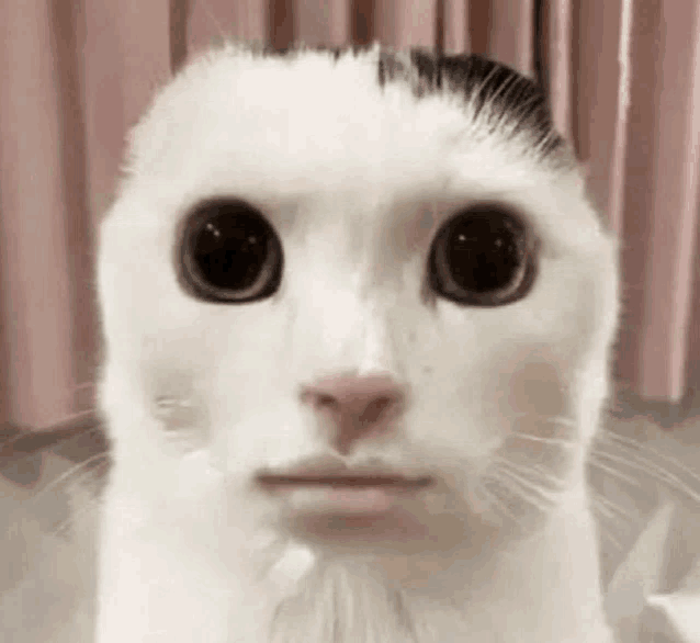 a white cat with a black spot on its head looks at the camera .