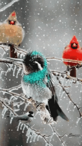 Birds Humming Birds GIF - Birds Humming Birds Snow GIFs