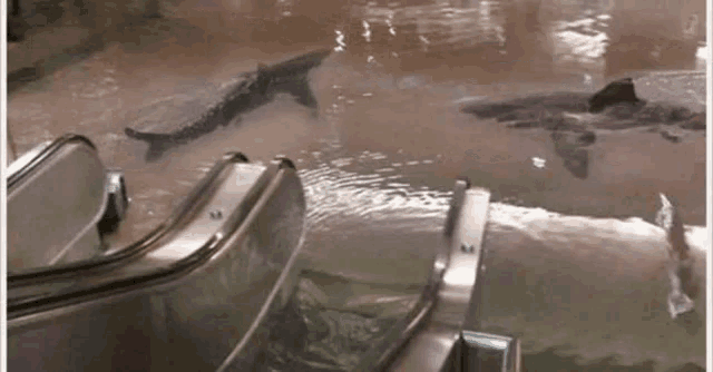 a group of sharks are swimming in a flooded area next to a set of escalators .