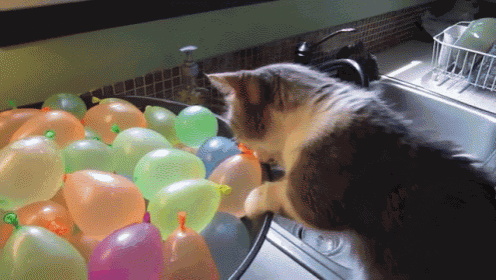 Cat Pops It'S Friend GIF - Cat Kitten Water Ballons GIFs