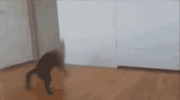 a cat is walking in a room with a white wall .