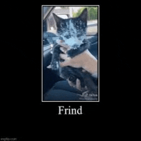 a person is holding a cat in a car .