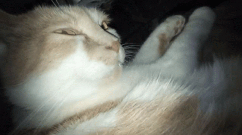 Canaille Cat GIF
