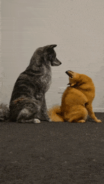 two dogs are sitting next to each other on a carpet