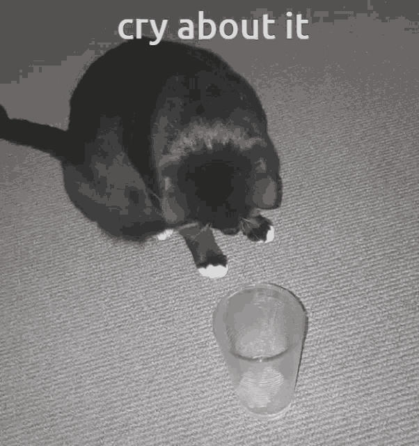 Cry About It Cry About It Cat GIF - Cry About It Cry About It Cat Cat Cope GIFs