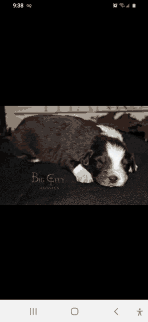 a brown and white puppy is laying on a black blanket with big city aussies written on it