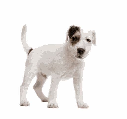 a puppy with the word myy on the bottom