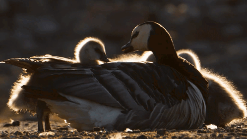 Caring Barnacle Goose GIF - Caring Barnacle Goose Robert E Fuller GIFs